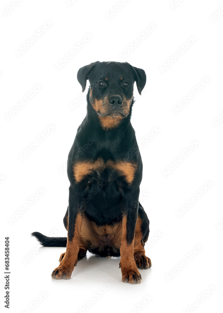 Obraz premium puppy rottweiler in studio
