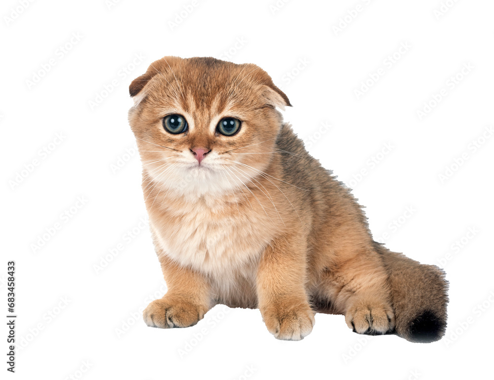 Obraz premium scottish fold kitten in studio