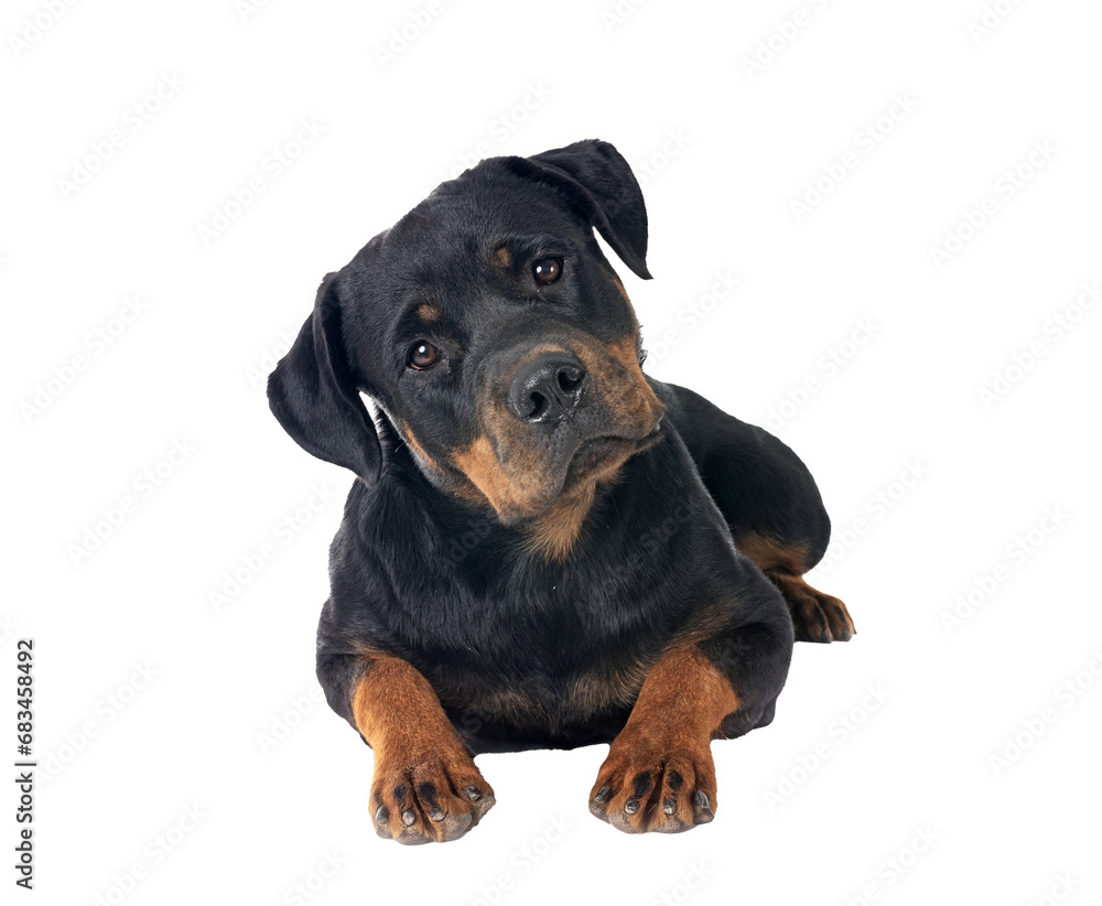 rottweiler in studio