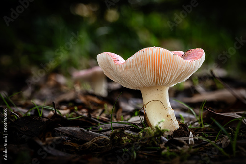 Russula persanguinea mushroom, a species of Russulas, growing through the leaf mould of a forest floor in the Dordogne region of France