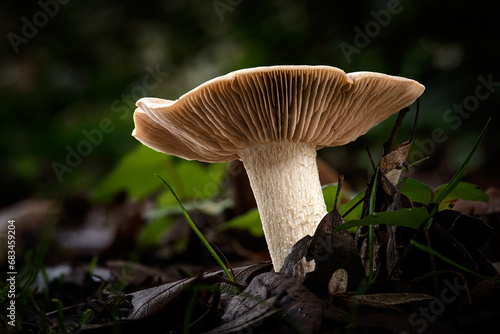 Bleachy entoloma mushroom, a species of Pinkgills, growing through the leaf mould of a forest floor in the Dordogne region of France photo
