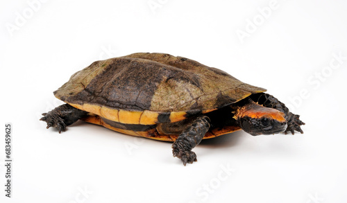 Rotkopf-Plattschildkröte // Twist-necked turtle, flat-headed turtle (Platemys platycephala)