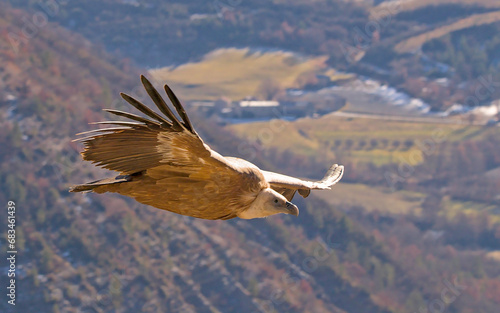 Vautour de le drome provençale