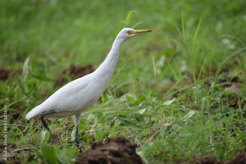Indian Egret or Indian Heron searching for food in wild Indian Egret or Indian Heron searching for food in wild