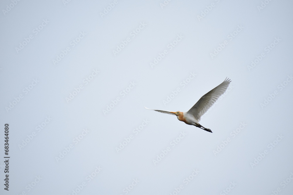 Indian Egret or heron flying in the sky Indian Egret or heron flying in the sky