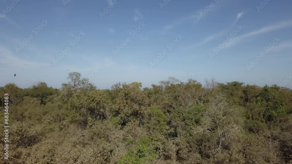 Aerial drone view of the Transpantaneira in the Tropical Wetland Pantanal, the biggest swamp area of the world and threatened by deforestation through illegal forest fires, Mato Grosso do Sul, Brazil