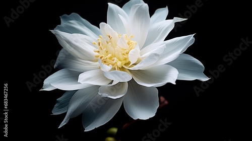  a close up of a white flower on a black background with a blurry image of the center of the flower.