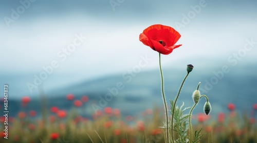  a single red poppy in a field of green grass with a blue sky in the background and a mountain in the distance.