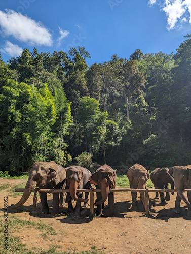 Elephant Sanctuary (ID: 683469052)