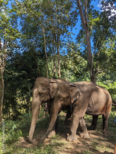 Elephant Sanctuary (ID: 683469054)