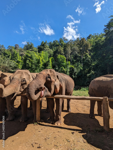Elephant Sanctuary (ID: 683469066)
