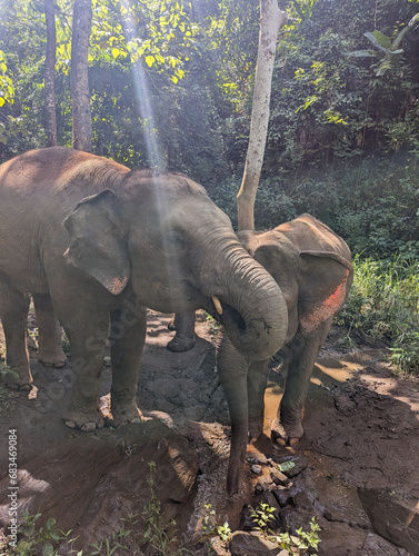 Elephant Sanctuary (ID: 683469084)
