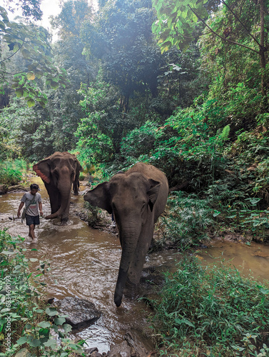 Elephant Sanctuary (ID: 683469093)