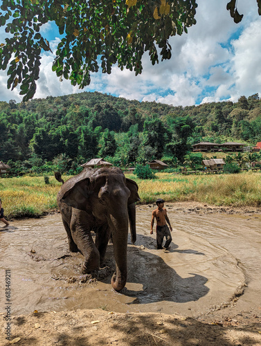 Elephant Sanctuary (ID: 683469211)