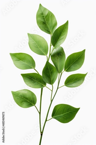 A picture of a plant with vibrant green leaves against a white background. This versatile image can be used for various purposes.