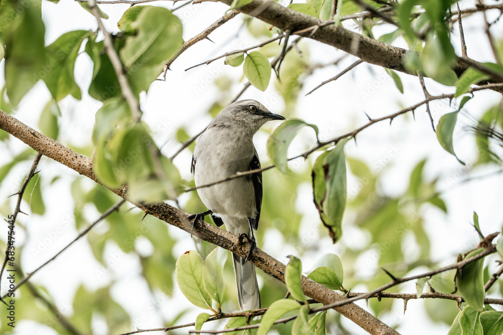 Tropical Mockingbird - Mimus gilvus white bird