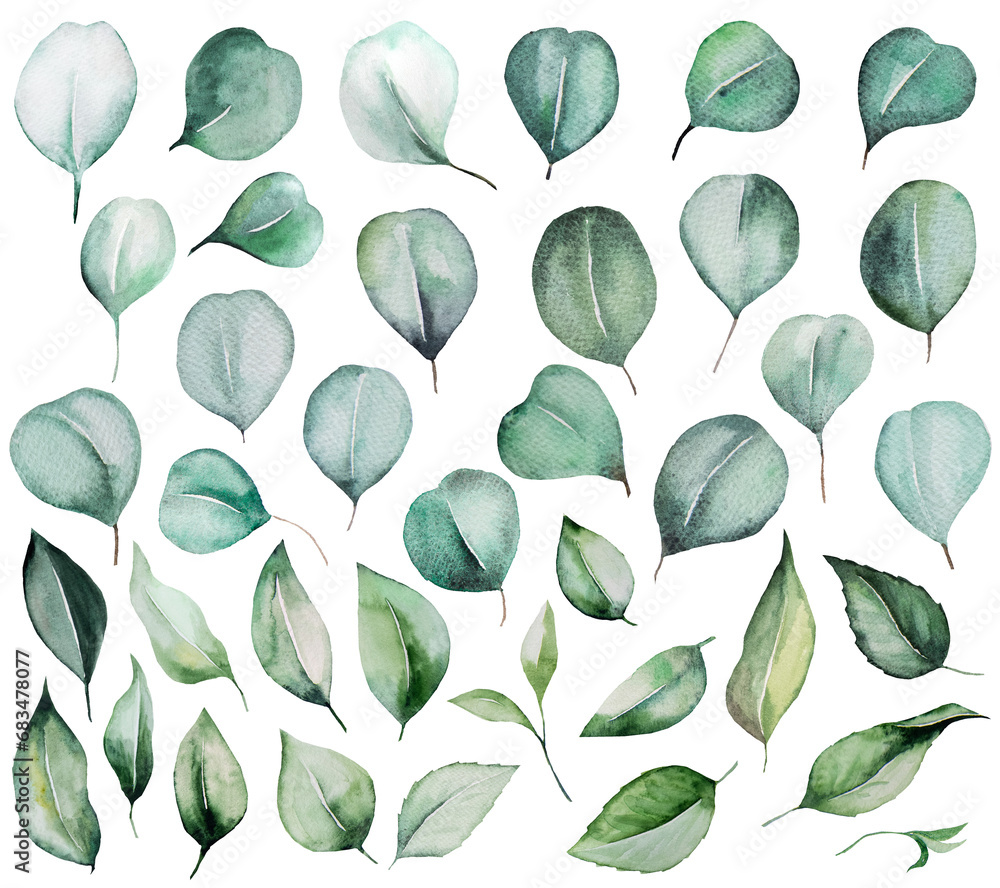 Fototapeta premium Watercolor eucalyptus green leaves isolatedillustration, wedding Element