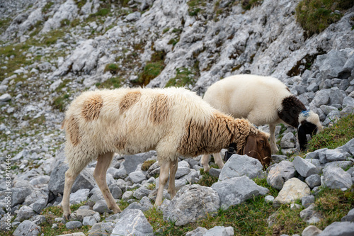 Schaffe Ehrwald Tirol photo