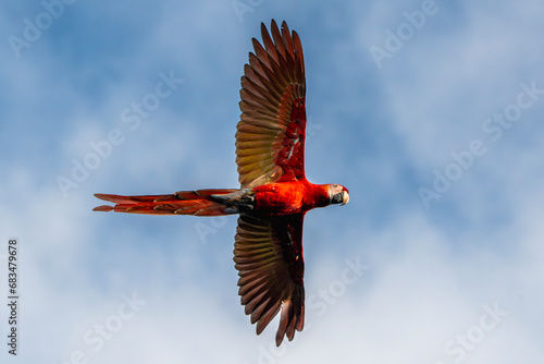 Scarlet macaw bird in Costa Rica red parrot © PIC by Femke