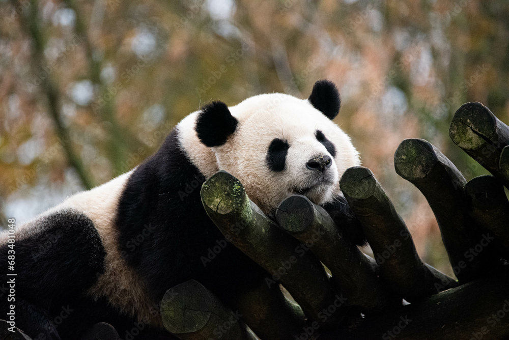 Fototapeta premium Sleeping giant panda