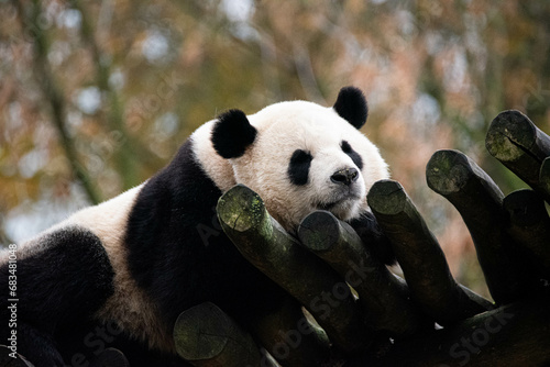 Fototapeta Naklejka Na Ścianę i Meble -  Sleeping giant panda