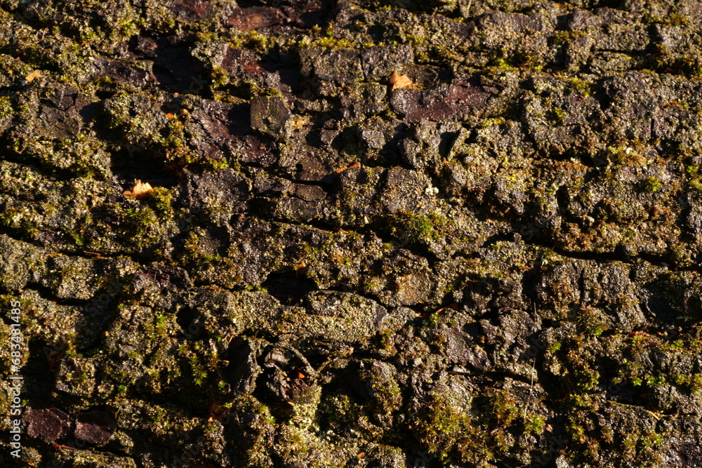 wet tree bark background texture wet tree bark background texture