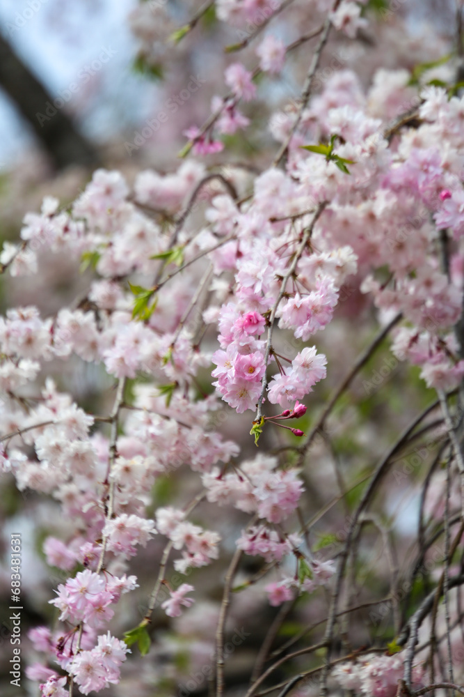 上賀茂神社境内の枝垂れ桜