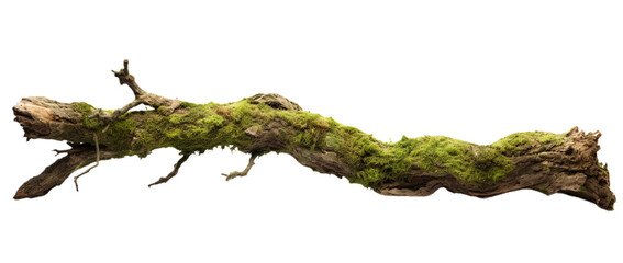 Rotten branch covered in green moss. Isolated on Transparent background.