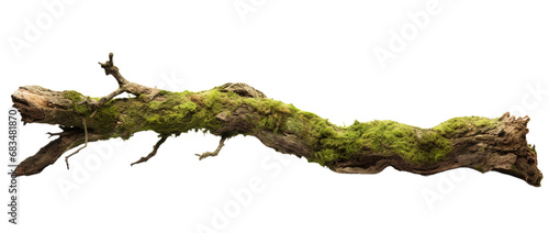 Rotten branch covered in green moss. Isolated on Transparent background.