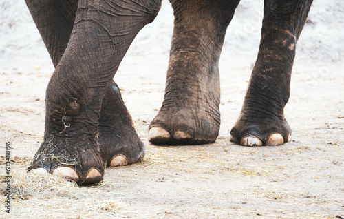 Elephant legs photo