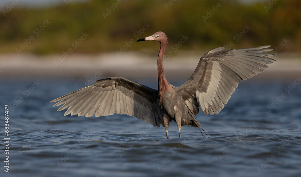 Fototapeta premium Reddish egret in south Florida 