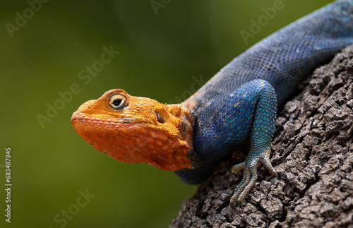 Red headed agama lizard in Amboseli National Park, Africa