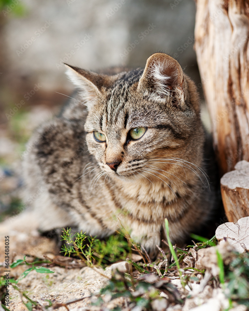 Close-up of an outdoor cat puppy. Close-up of an outdoor cat puppy.