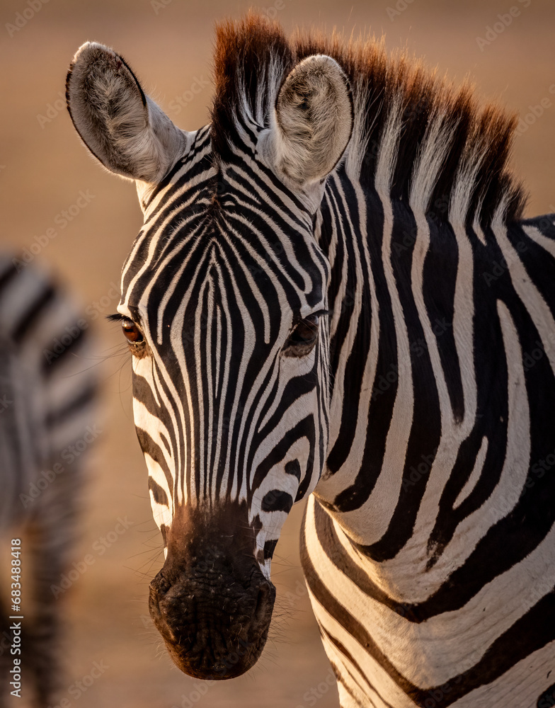 Naklejka premium Zebra in Amboseli National Park, Africa