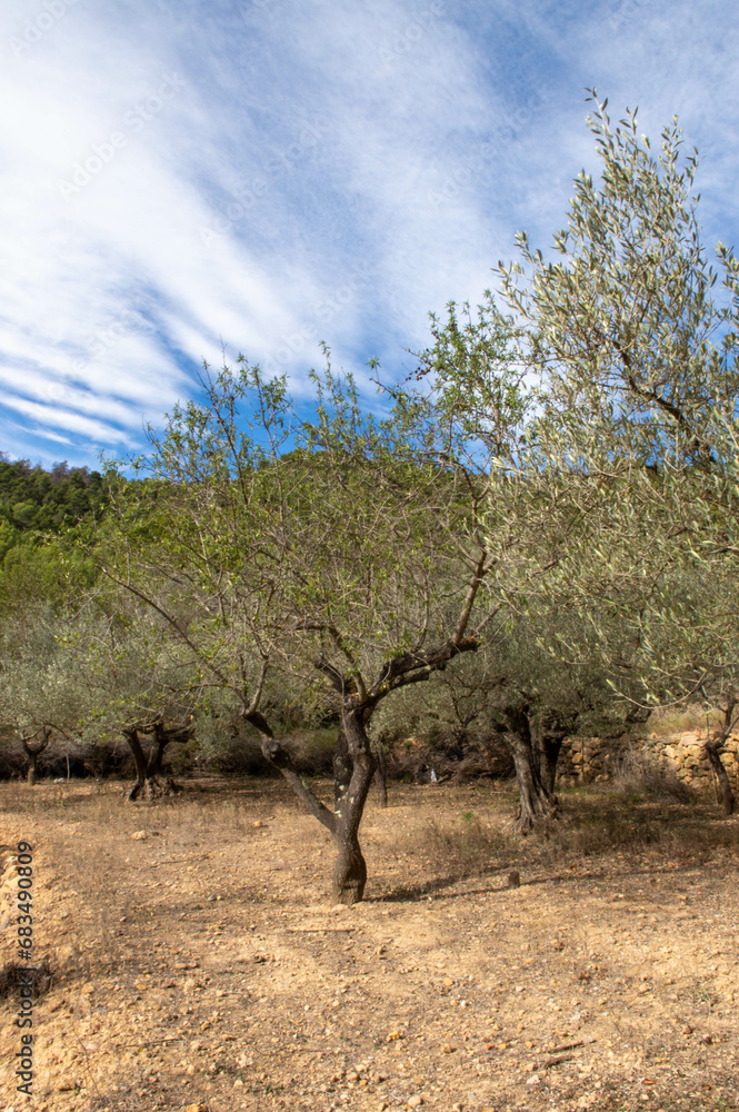 vertical view of an olive tree on a sunny day with a blue sky and white clouds vertical view of an olive tree on a sunny day with a blue sky and white clouds