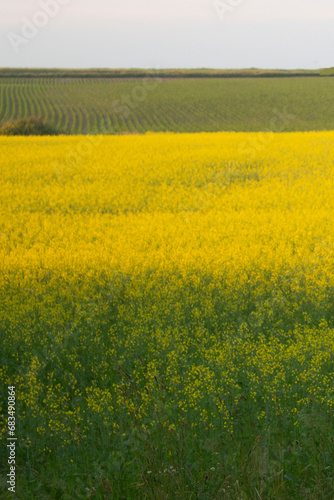 Yellow fresh rapeseed flowers growing on a field
