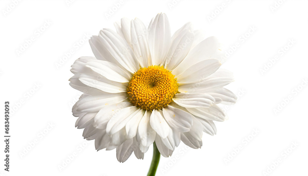 Daisie flower isolated on white background,  cutout 