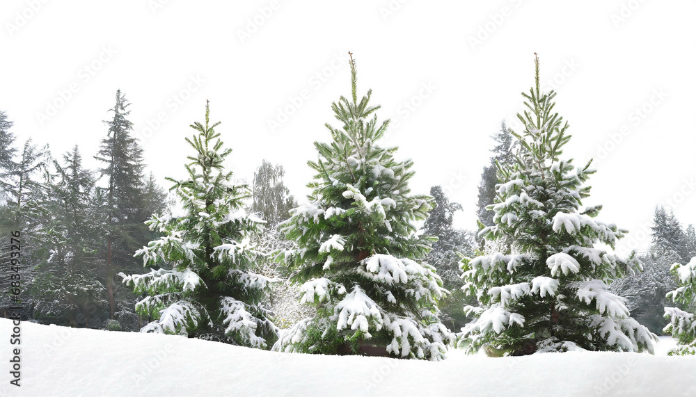 Fir trees with snow in nature isolated on white background Fir trees with snow in nature isolated on white background