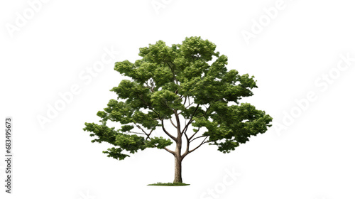 Green tree. Isolated on Transparent background.