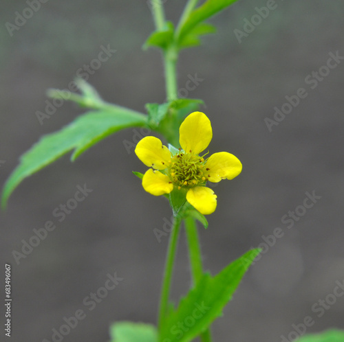 Geum urbanum grows in nature photo