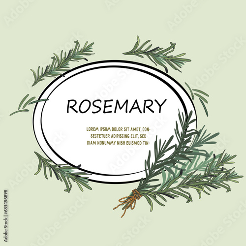 Rosemary herb with many culinary and medicinal uses, label or food packs sticker design, hand drawn vector illustration.