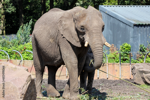 Elephant with young calf in the Ouwehands Zoo in Rhenen