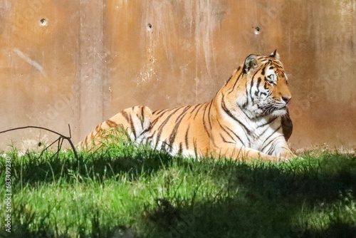 Amur or Siberian tiger in the Ouwehand Zoo Holland