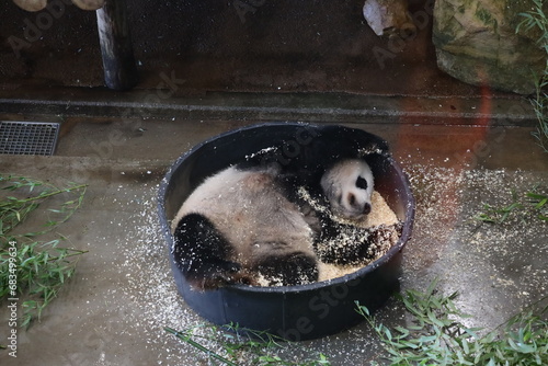 Giant pandas Wu Wen and Fan Xing take a sawdust bath in Ouwehands photo