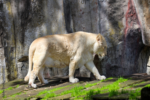 Foto a male and female white lion lie side by side on a wooden platform