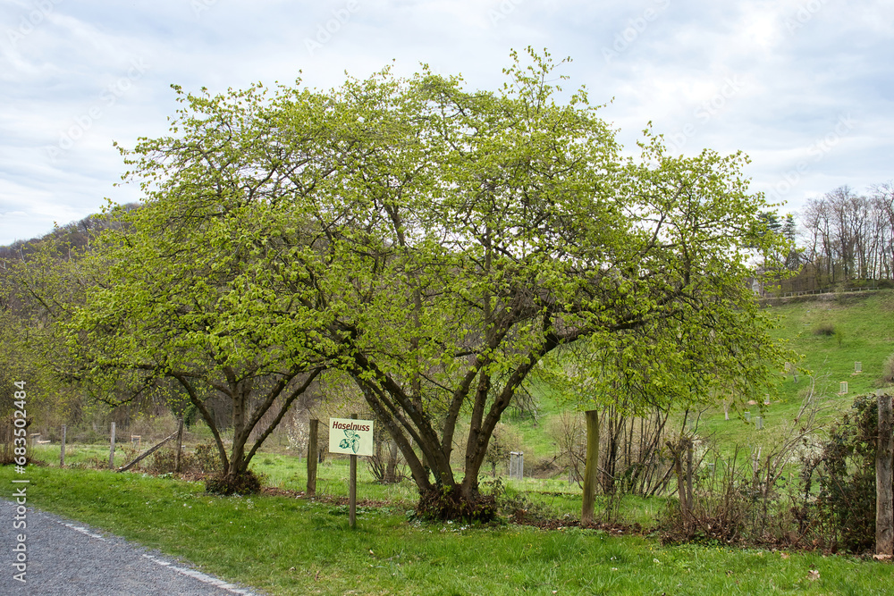 Hazelnut tree blooming on a spring day in Konigswinter, Germany.