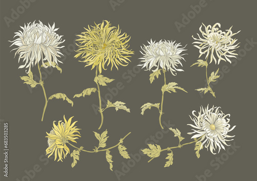 Chrysanthemum decorative flowers and leaves in art nouveau style, vintage, old, retro style. Clip art, set of elements for design. Vector illustration