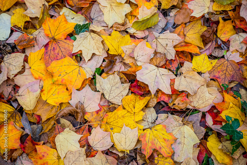 Feuilles mortes en automne