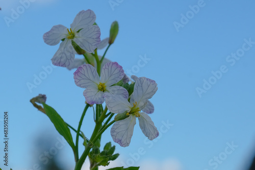 Close-up of a flower in bloom in summer. Colourful, bright and bee-friendly in the gardens and fields of Bavaria.