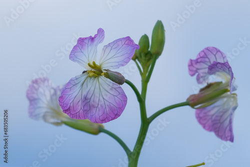 Close-up of a flower in bloom in summer. Colourful, bright and bee-friendly in the gardens and fields of Bavaria.